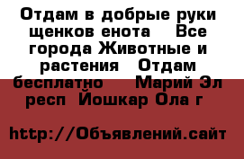 Отдам в добрые руки щенков енота. - Все города Животные и растения » Отдам бесплатно   . Марий Эл респ.,Йошкар-Ола г.